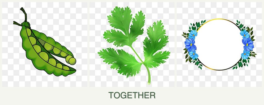 Can you plant peas, parsley and zinnias together?