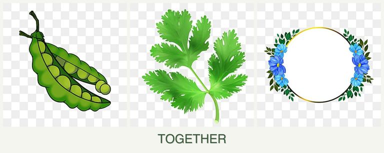 Can you plant peas, parsley and zinnias together?