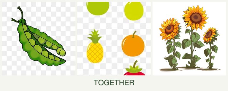 Can you plant peas, pears and sunflowers together?