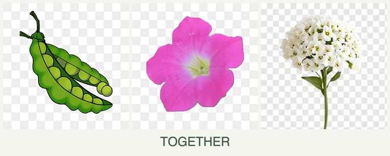Can you plant peas, petunias and alyssum together?