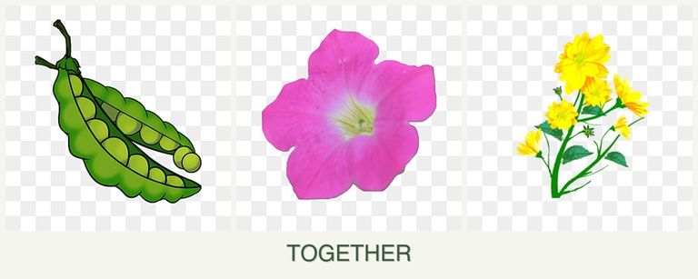 Can you plant peas, petunias and calendula together?
