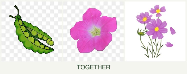 Can you plant peas, petunias and cosmos together?
