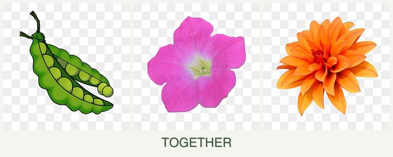 Can you plant peas, petunias and dahlias together?