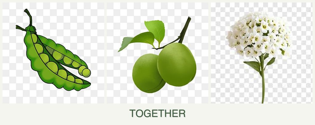 Can you plant peas, plums and alyssum together?