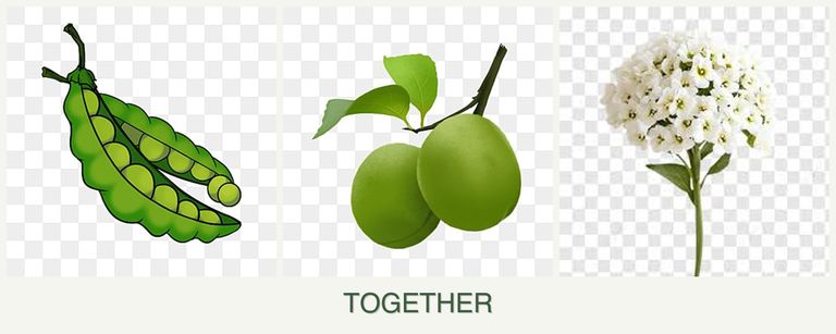 Can you plant peas, plums and alyssum together?