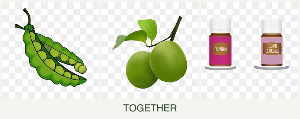 Can you plant peas, plums and geraniums together?