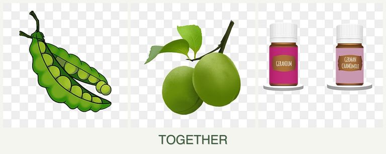 Can you plant peas, plums and geraniums together?
