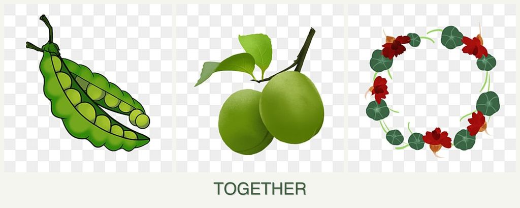 Can you plant peas, plums and nasturtiums together?