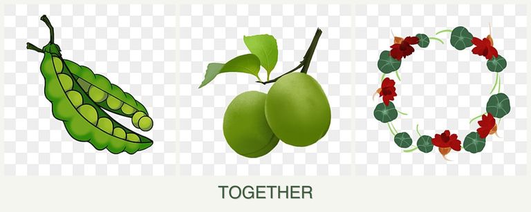 Can you plant peas, plums and nasturtiums together?