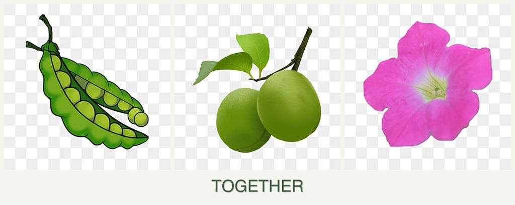 Can you plant peas, plums and petunias together?