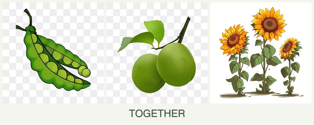 Can you plant peas, plums and sunflowers together?