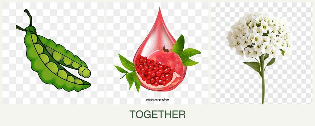 Can you plant peas, pomegranates and alyssum together?