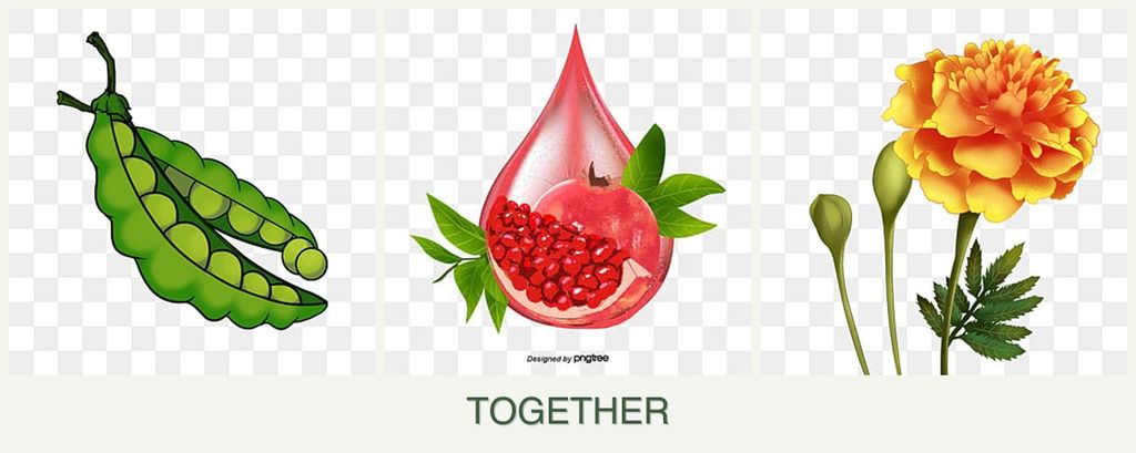 Can you plant peas, pomegranates and marigolds together?