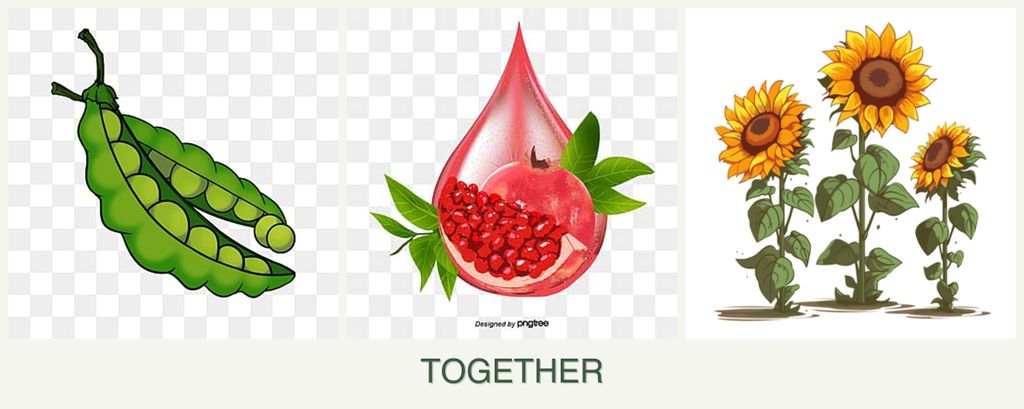 Can you plant peas, pomegranates and sunflowers together?