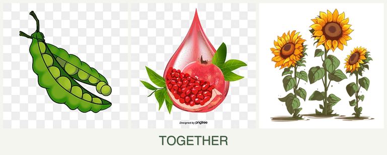 Can you plant peas, pomegranates and sunflowers together?