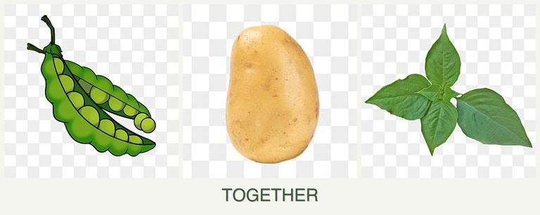 Can you plant peas, potatoes and basil together?