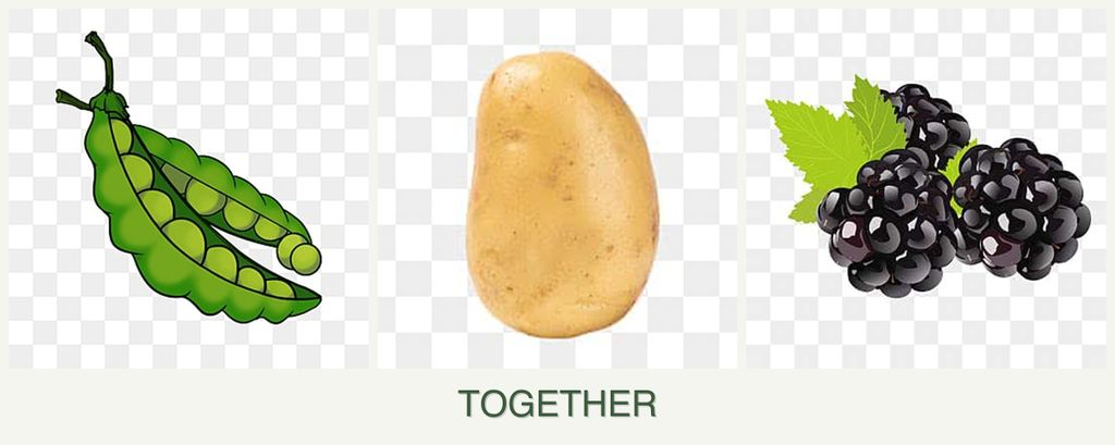 Can you plant peas, potatoes and blackberries together?