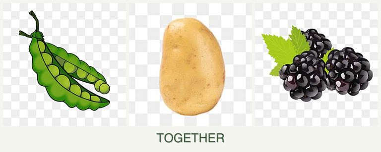 Can you plant peas, potatoes and blackberries together?