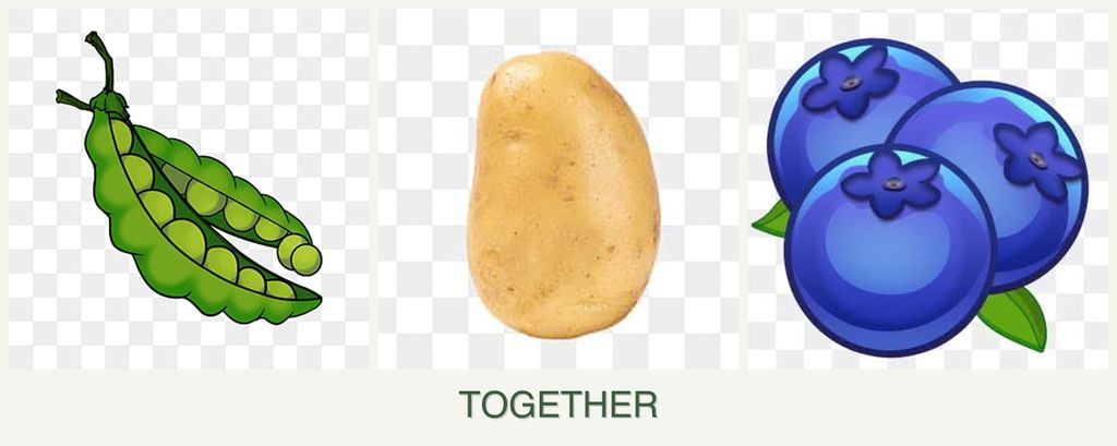 Can you plant peas, potatoes and blueberries together?