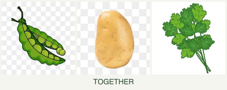 Can you plant peas, potatoes and cilantro together?