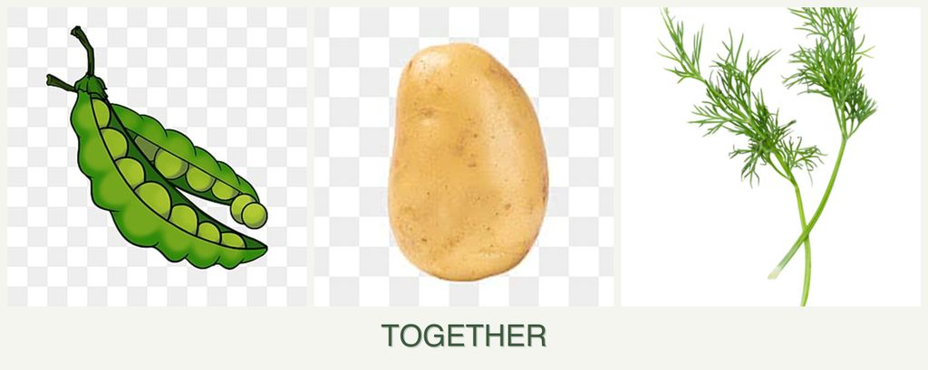 Can you plant peas, potatoes and dill together?