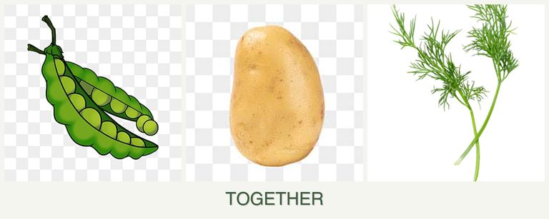 Can you plant peas, potatoes and dill together?