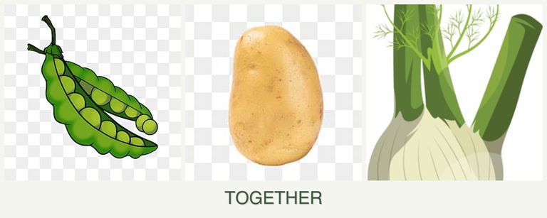 Can you plant peas, potatoes and fennel together?