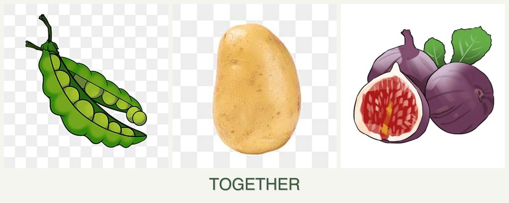 Can you plant peas, potatoes and figs together?