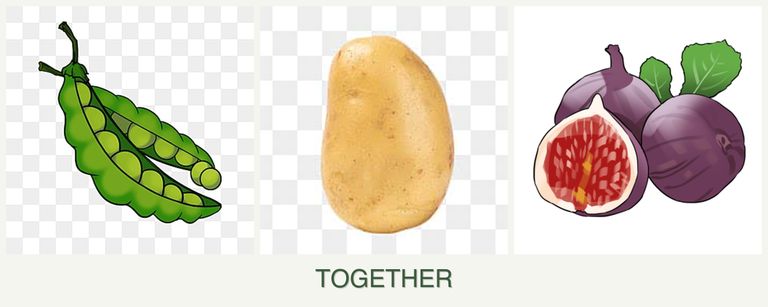 Can you plant peas, potatoes and figs together?