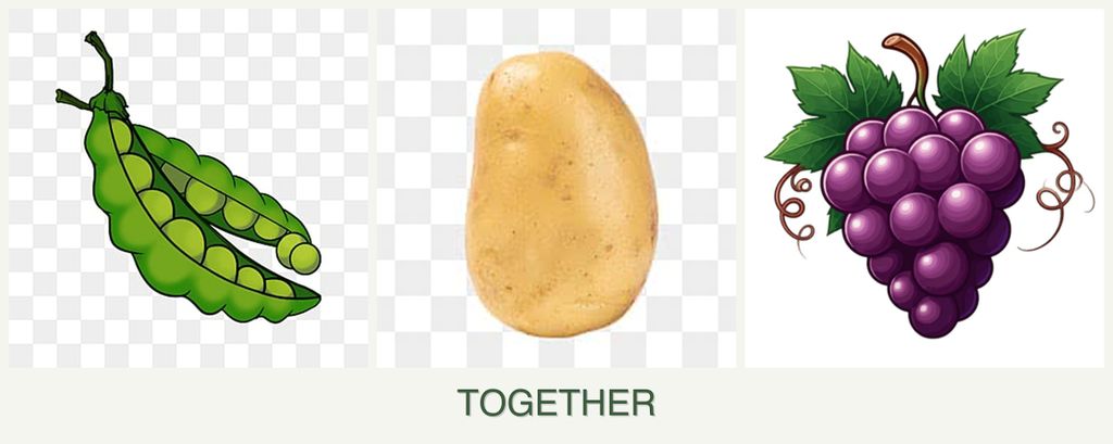 Can you plant peas, potatoes and grapes together?