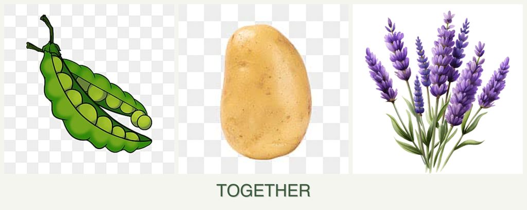Can you plant peas, potatoes and lavender together?