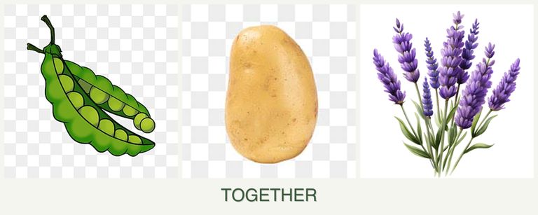 Can you plant peas, potatoes and lavender together?