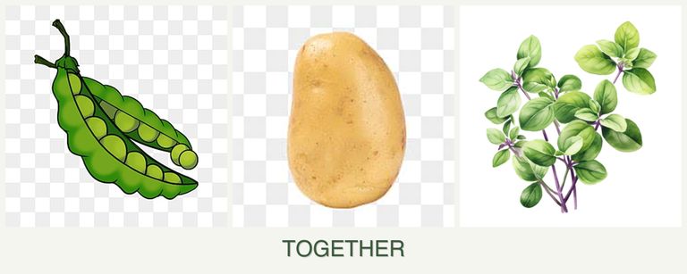 Can you plant peas, potatoes and oregano together?