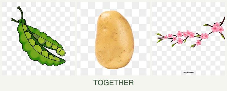 Can you plant peas, potatoes and peaches together?