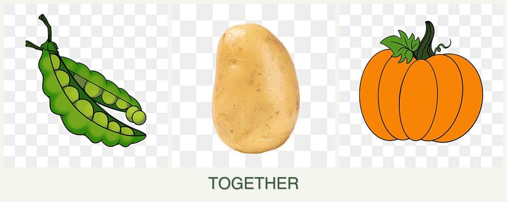 Can you plant peas, potatoes and pumpkin together?