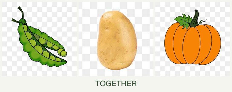 Can you plant peas, potatoes and pumpkin together?