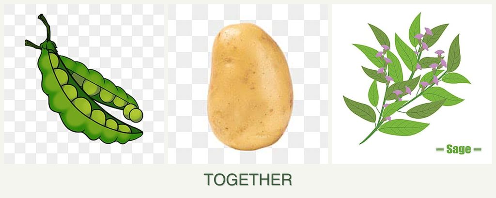 Can you plant peas, potatoes and sage together?