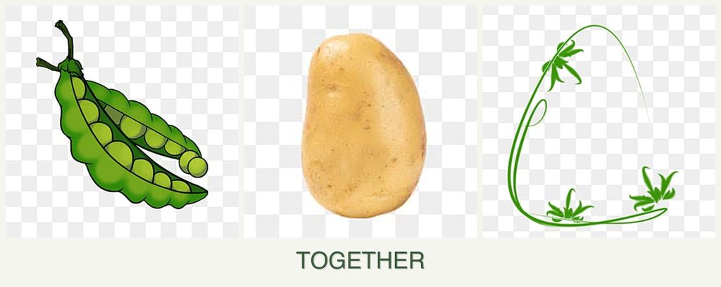 Can you plant peas, potatoes and tarragon together?
