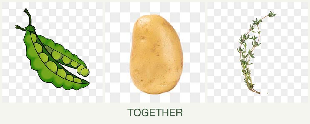 Can you plant peas, potatoes and thyme together?