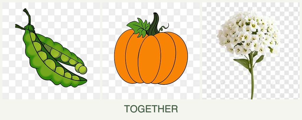 Can you plant peas, pumpkin and alyssum together?
