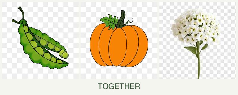 Can you plant peas, pumpkin and alyssum together?