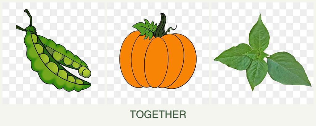 Can you plant peas, pumpkin and basil together?