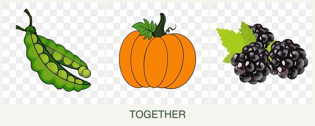 Can you plant peas, pumpkin and blackberries together?