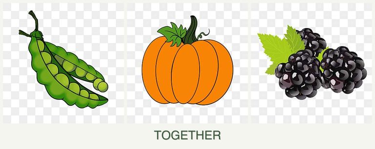 Can you plant peas, pumpkin and blackberries together?