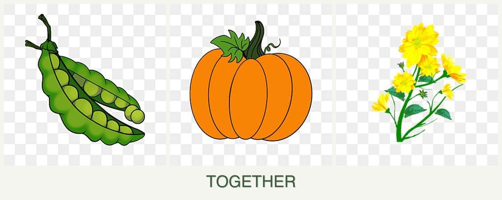 Can you plant peas, pumpkin and calendula together?