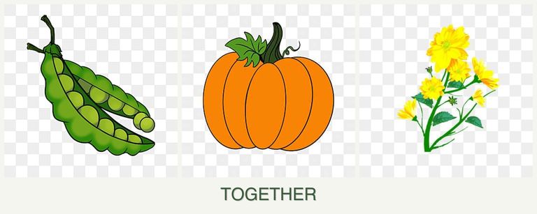 Can you plant peas, pumpkin and calendula together?