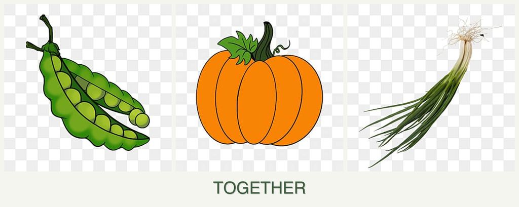 Can you plant peas, pumpkin and chives together?