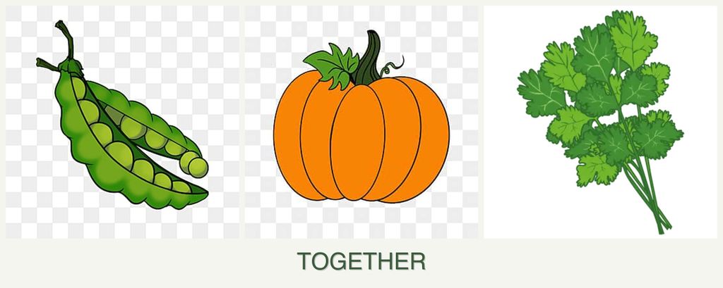 Can you plant peas, pumpkin and cilantro together?
