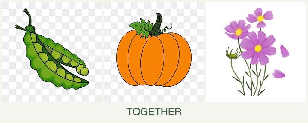 Can you plant peas, pumpkin and cosmos together?