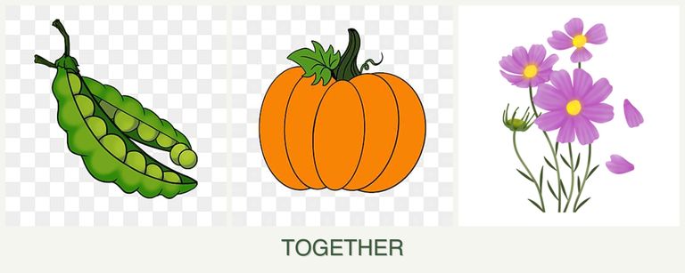 Can you plant peas, pumpkin and cosmos together?